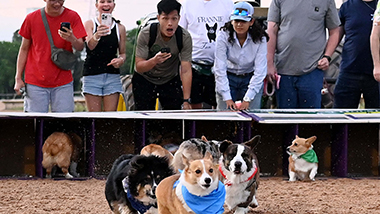 Corgi Races