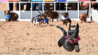Wiener Dog Races