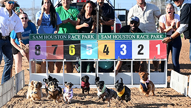 Wiener Dog Races