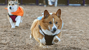 Corgi Races