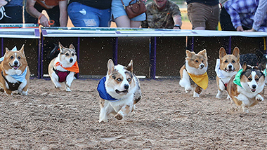 Corgi Races