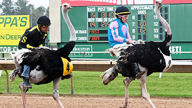 Camel And Ostrich