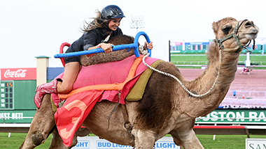 Camel And Ostrich