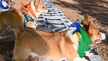 Corgi Races