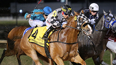 Quarter Horse Meet