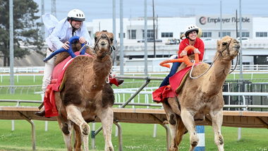 camels