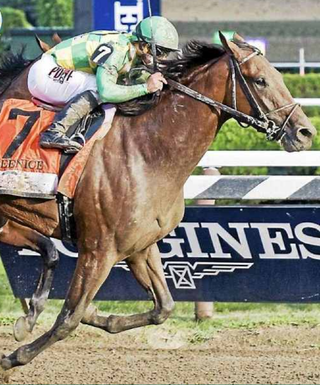 travers stakes